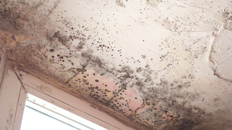 Roof Mold Treatment