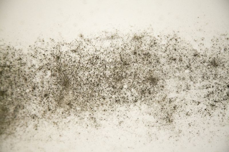 Mold Severity and Extent