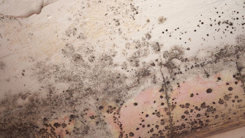 Mold-Infested Roof